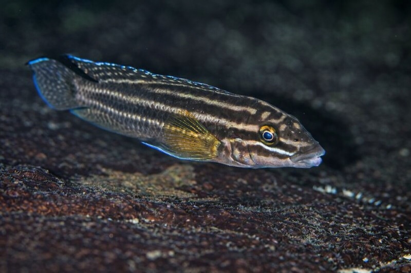 Julidochromis cf. regani 'Kekese'